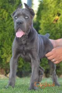Cane Corso, vrhunski štenci